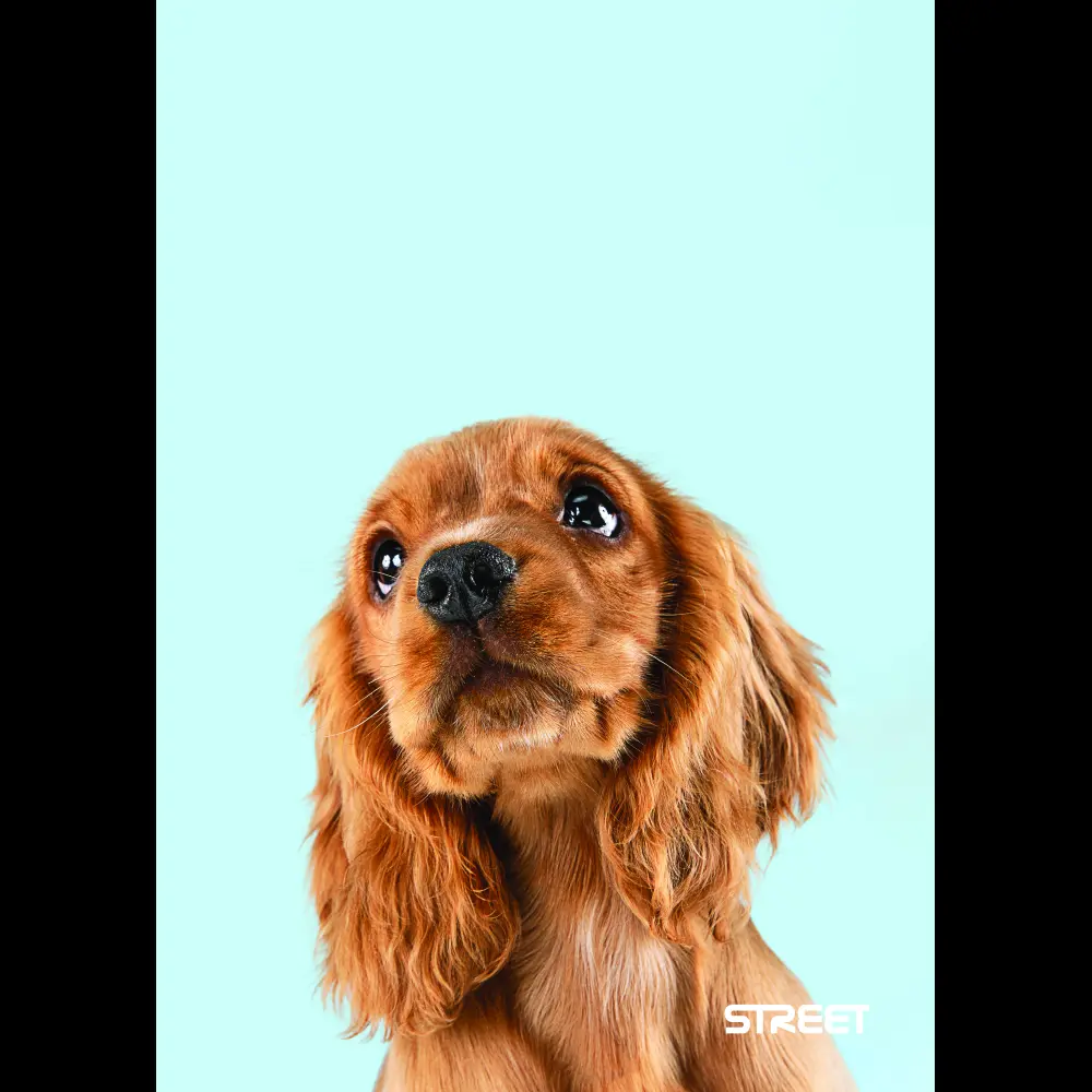 Zvezek Street Friends A4 črte z robom