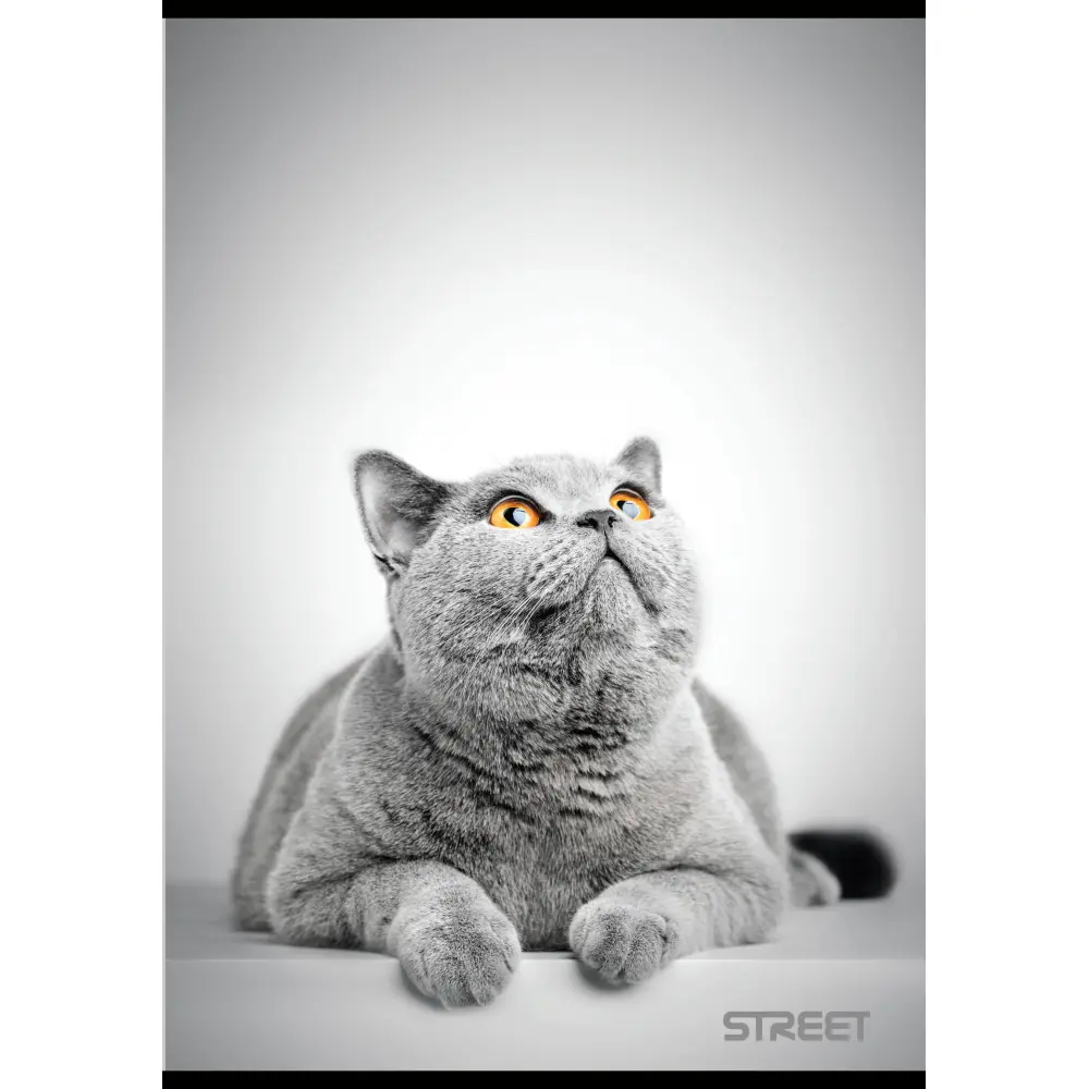 Zvezek Street Friends A4 mali karo