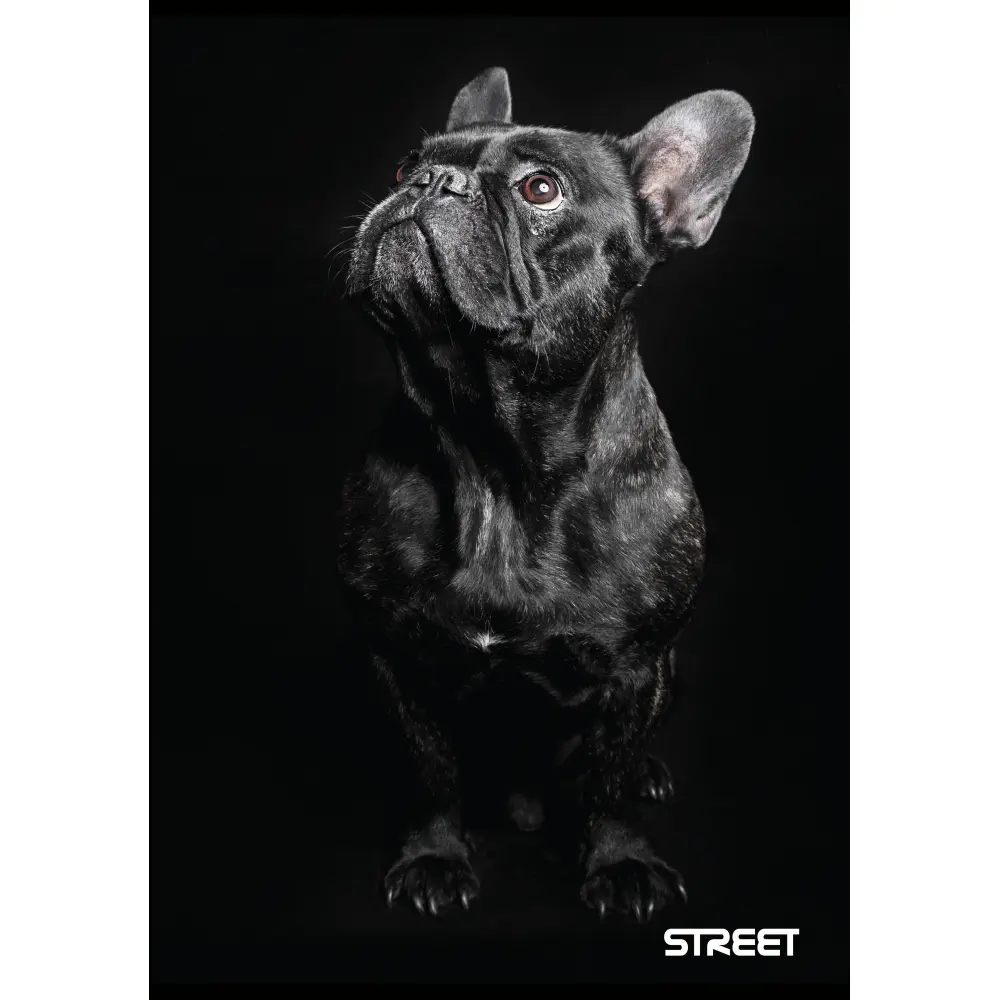 Zvezek Street Friends A4 brezčrtni