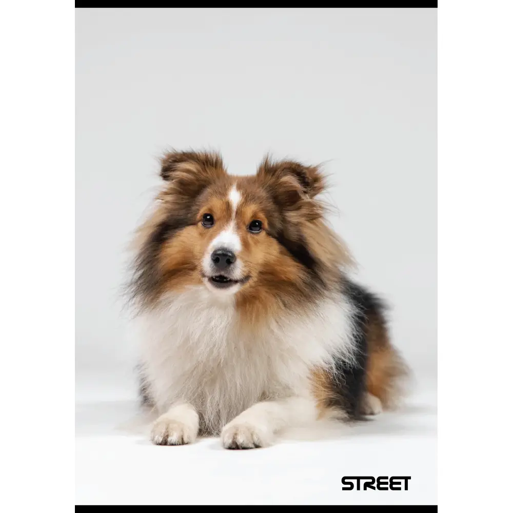 Zvezek Street Friends A4 1CM karo