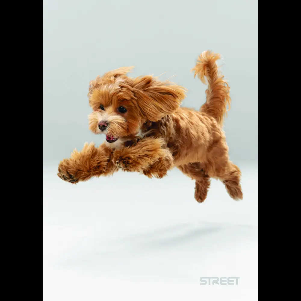 Zvezek Street Friends A5 črte z robom