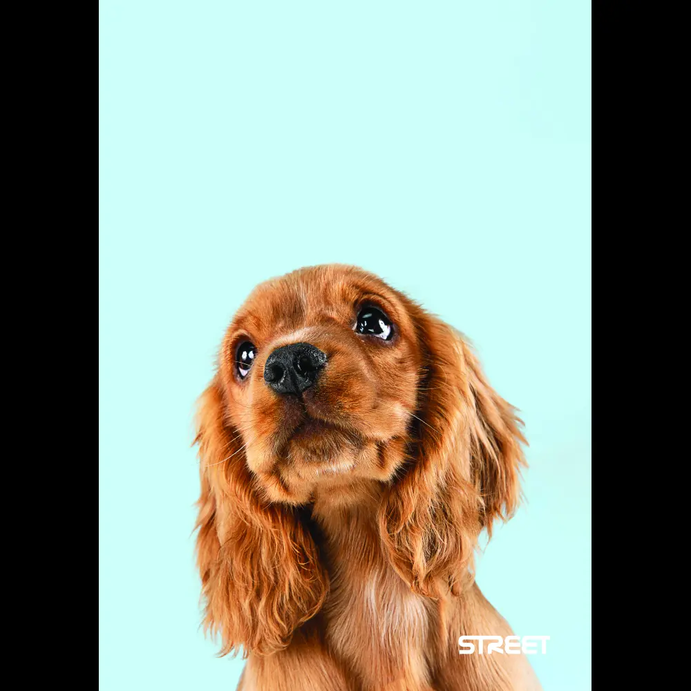 Zvezek Street Friends A5 črte z robom