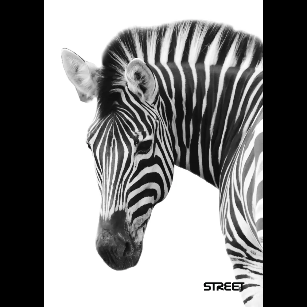 Zvezek Safari A4 črte z robom