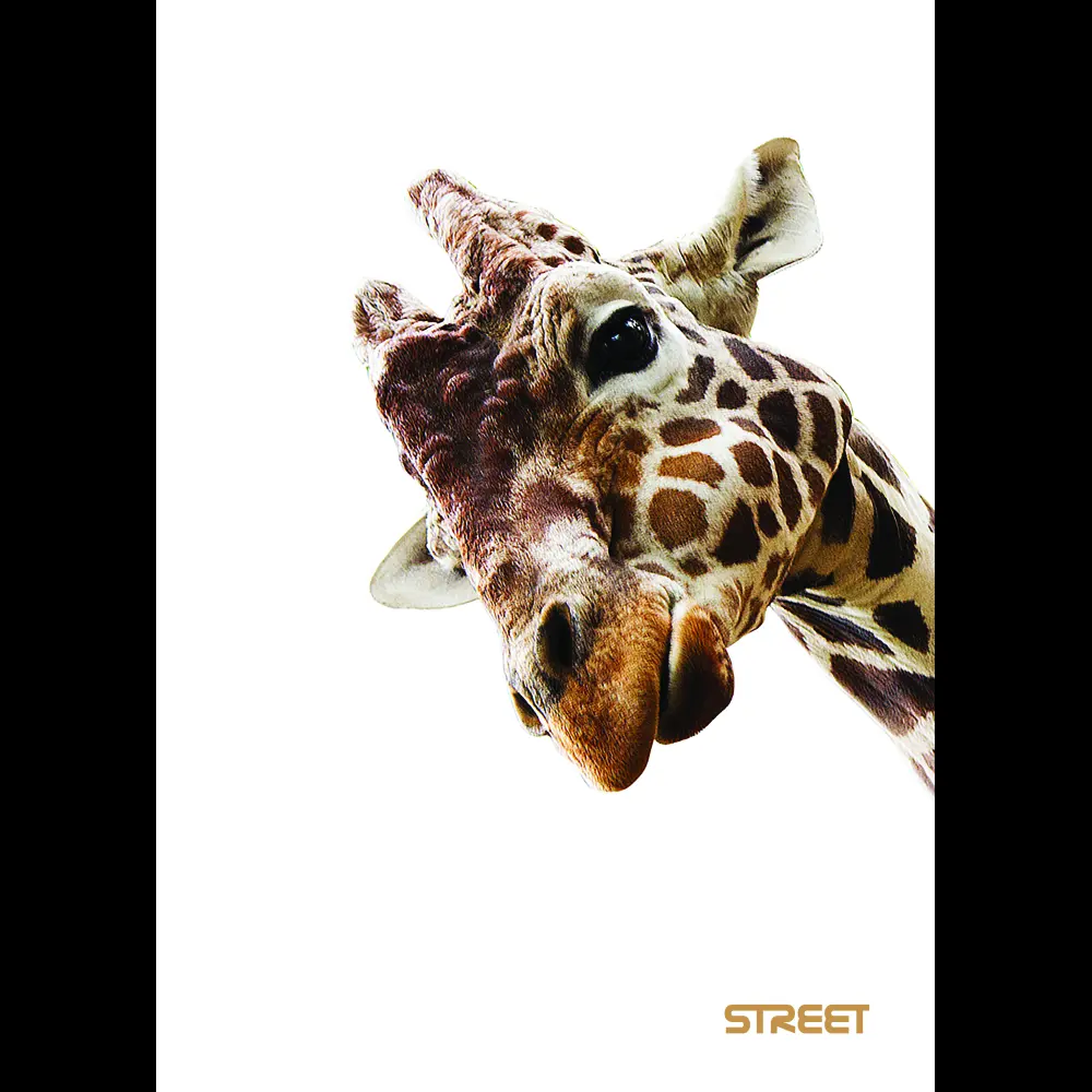 Zvezek Safari A4 črte z robom