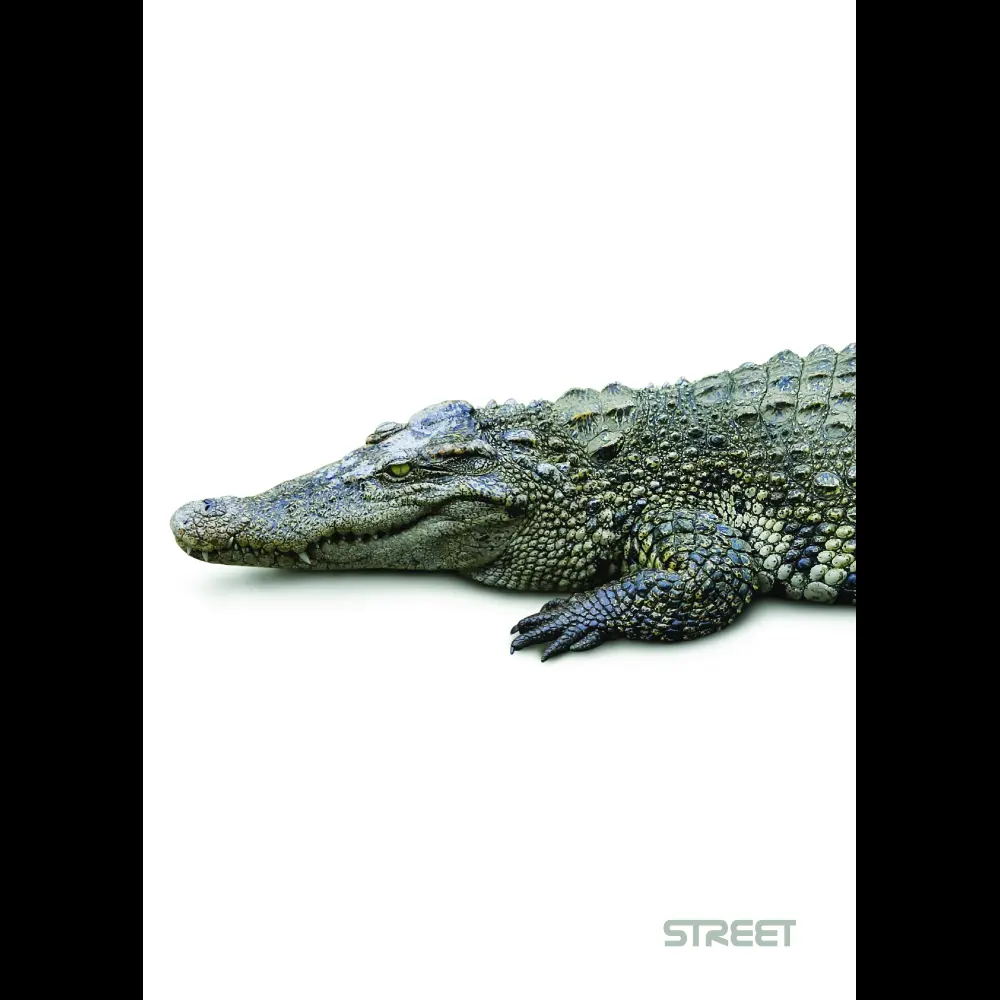 Zvezek Safari A4 1cm karo