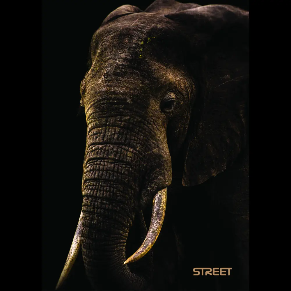 Zvezek Safari A5 črte z robom